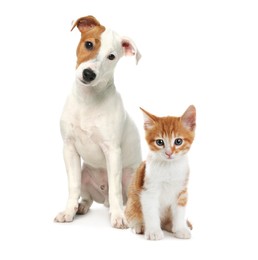 Image of Cute cat and dog on white background. Animal friendship