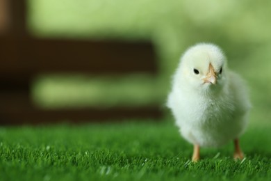 Photo of Cute chick on green artificial grass outdoors, closeup with space for text. Baby animal