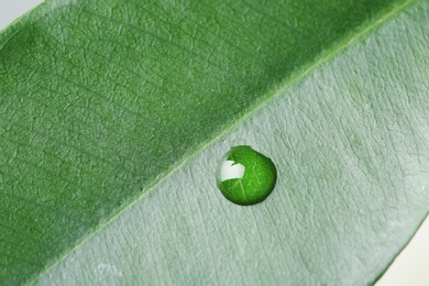 Photo of Macro view of water drop on green leaf