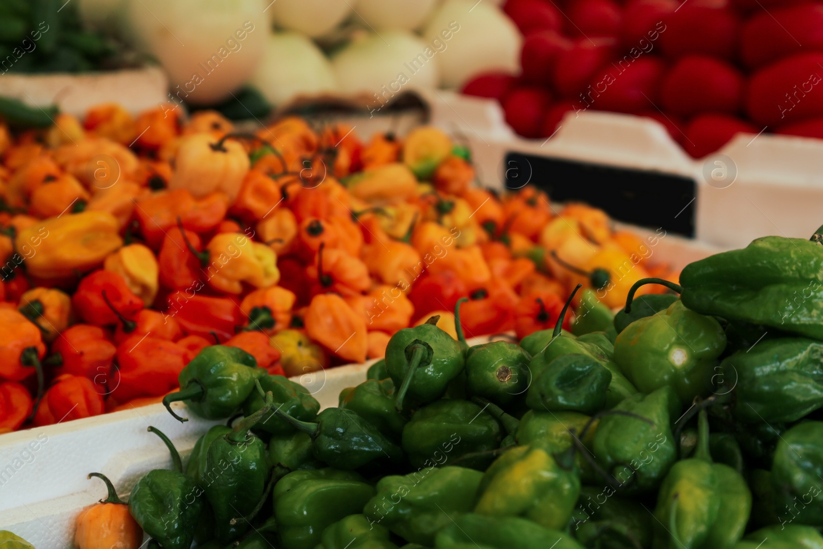 Photo of Heap of fresh Cascabel peppers on counter at market, closeup. Space for text