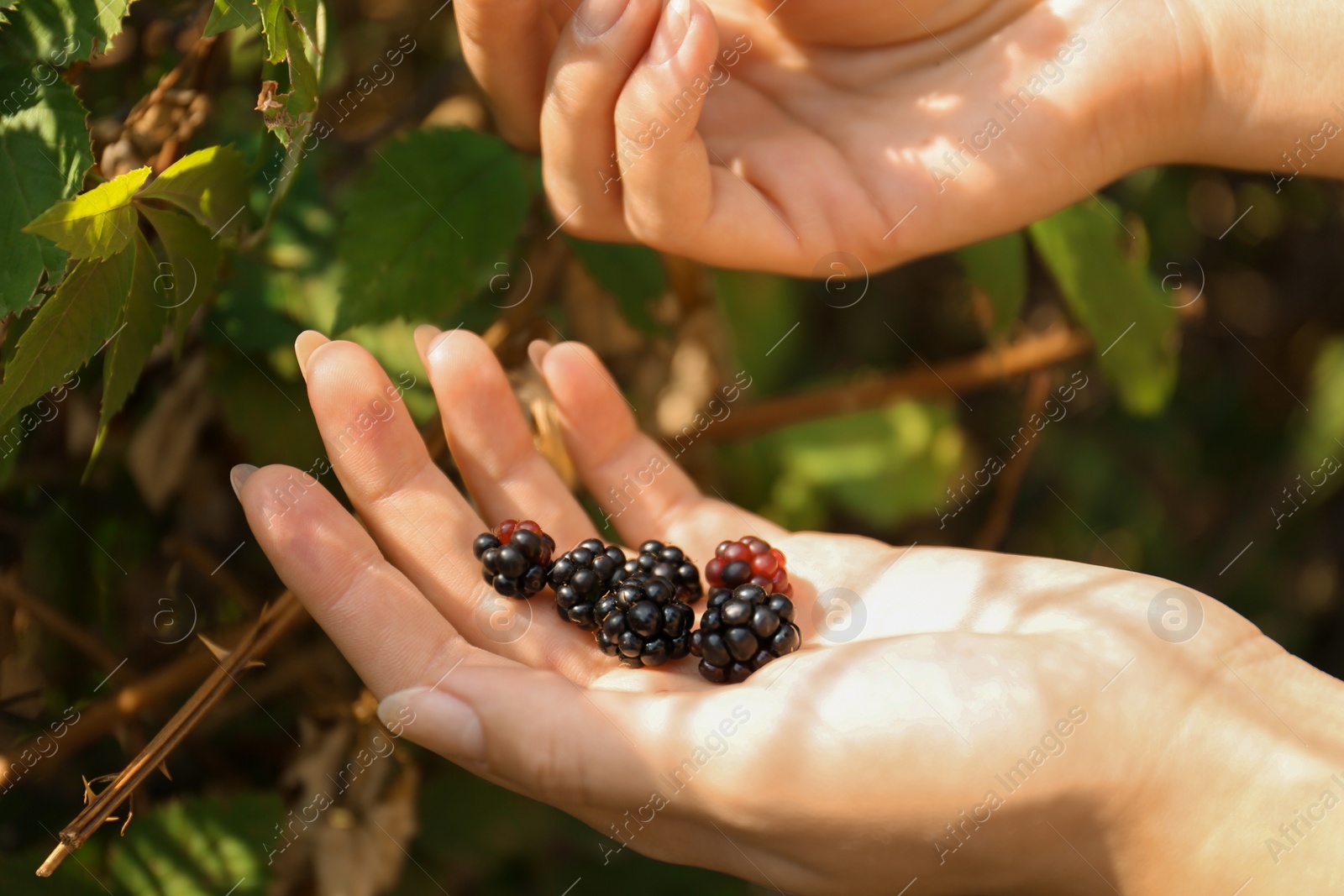 Photo of Woman picking blackberries off bush outdoors, closeup