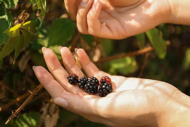 Photo of Woman picking blackberries off bush outdoors, closeup