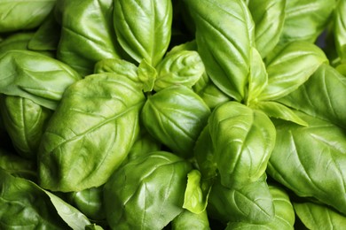 Photo of Fresh basil leaves as background, top view