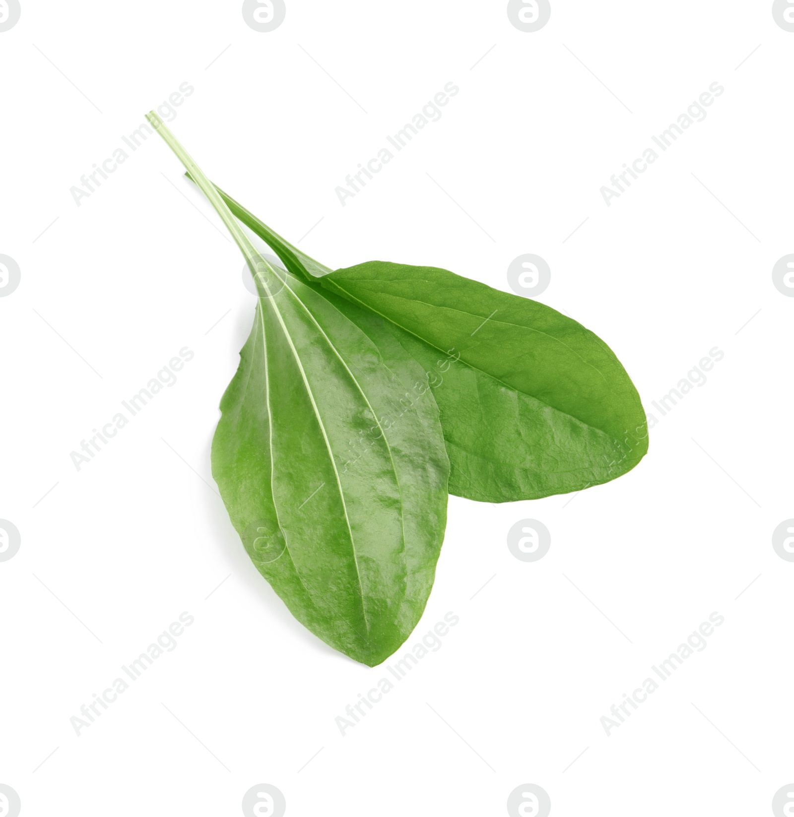 Photo of Green broadleaf plantain leaves on white background