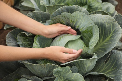 Photo of Woman taking cabbage, closeup view. Agriculture industry