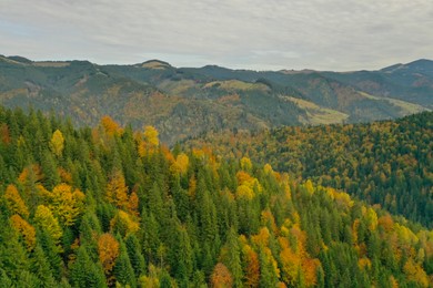 Aerial view of beautiful mountain forest on autumn day