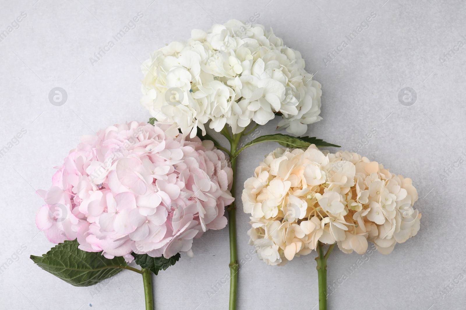 Photo of Beautiful pastel hydrangea flowers on light textured background, top view