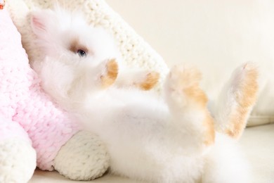 Fluffy white rabbit on sofa, closeup. Cute pet