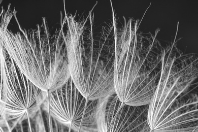 Photo of Dandelion seeds on grey background, close up. Black and white effect