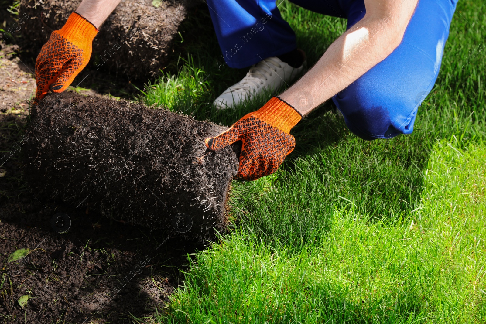 Photo of Gardener laying grass sod on backyard, closeup