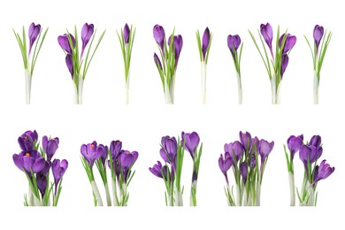 Image of Set with beautiful spring crocus flowers on white background 