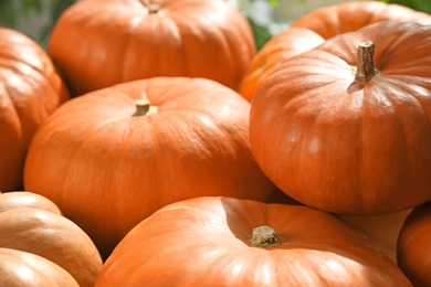 Photo of Many ripe orange pumpkins as background, closeup