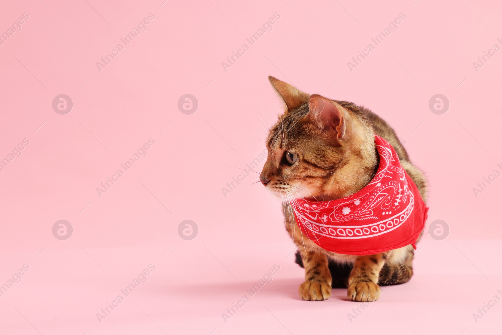 Photo of Cute Bengal cat with red bandana on pink background, space for text