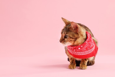 Photo of Cute Bengal cat with red bandana on pink background, space for text
