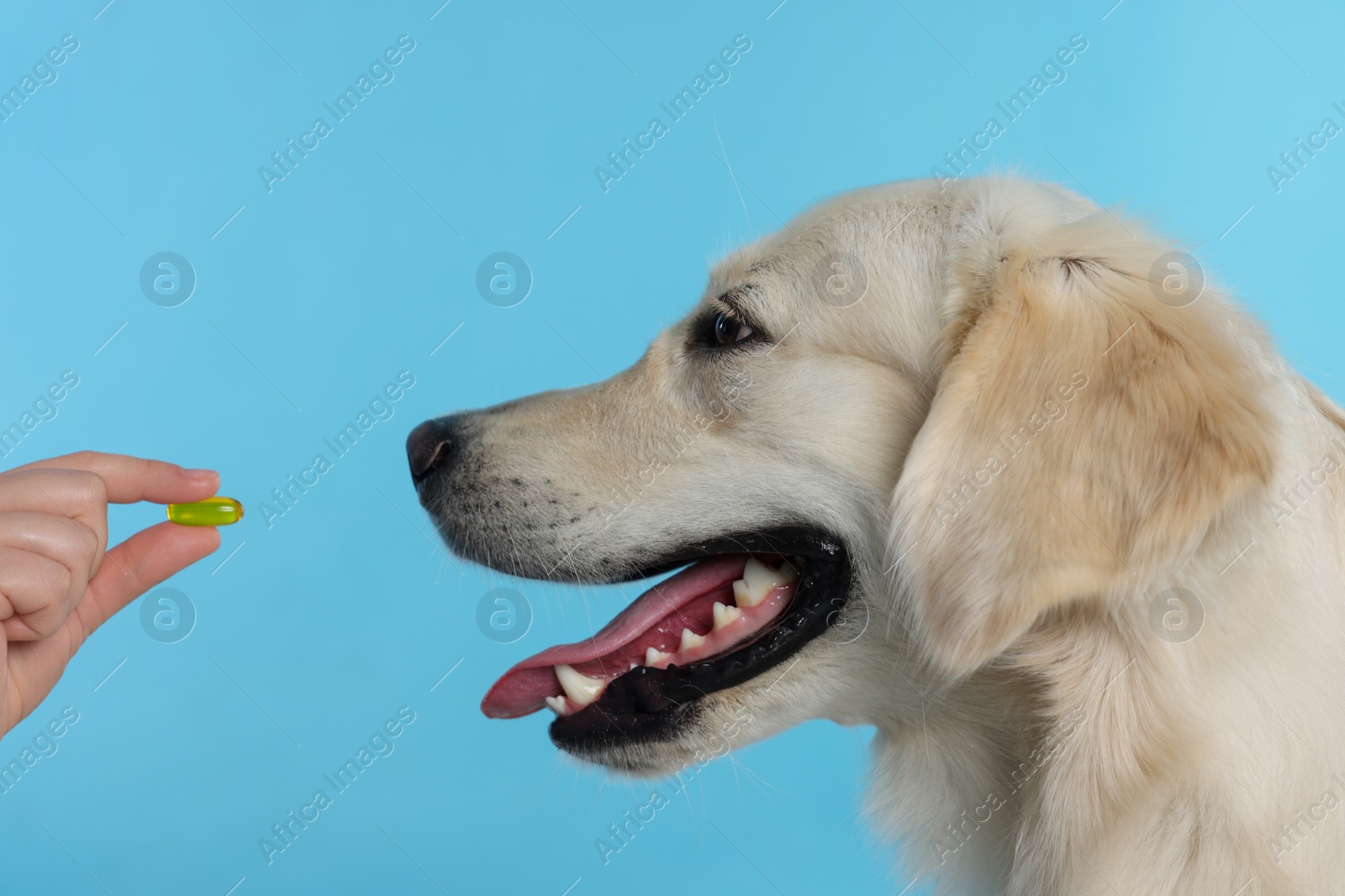 Photo of Woman giving pill to cute Labrador Retriever dog on light blue background, closeup