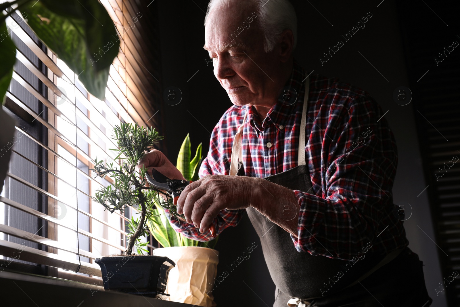 Photo of Senior man taking care of Japanese bonsai plant near window indoors. Creating zen atmosphere at home