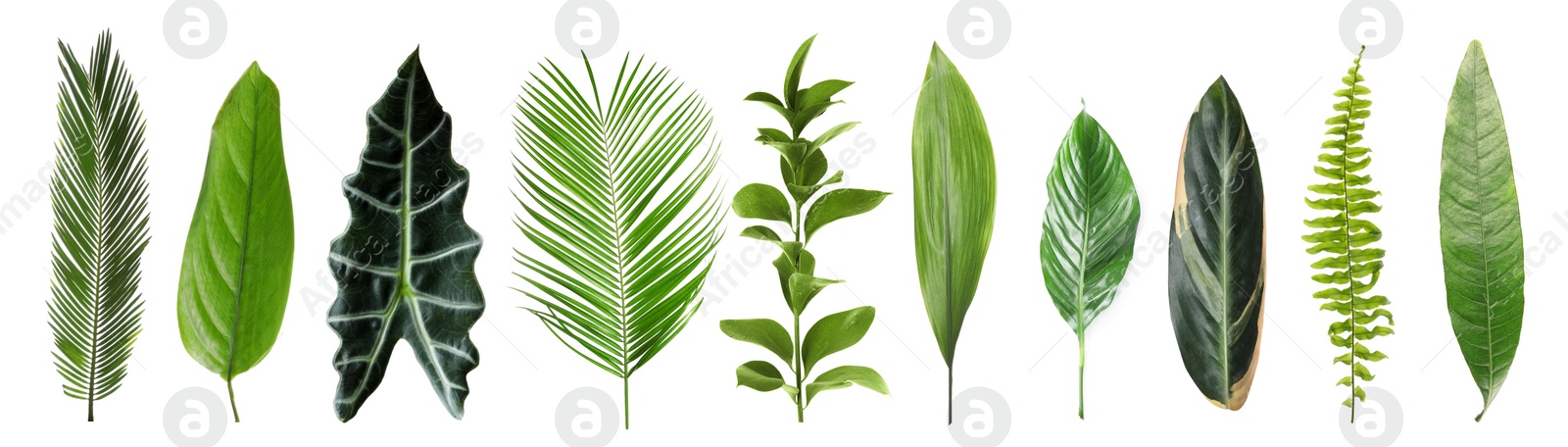 Image of Set with beautiful fern and other tropical leaves on white background. Banner design