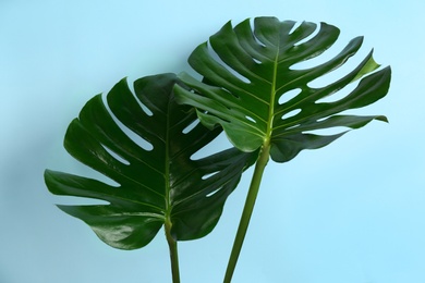 Photo of Beautiful monstera leaves on light blue background. Tropical plant