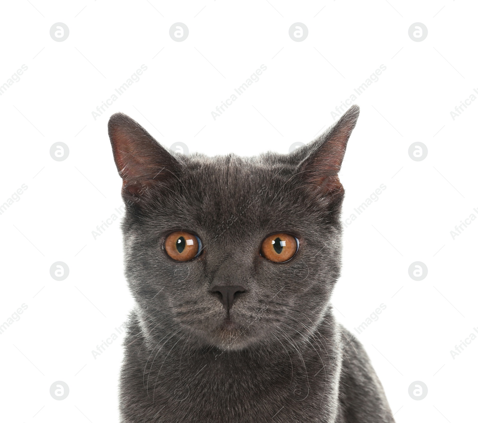 Photo of Adorable grey British Shorthair cat on white background