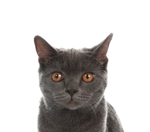 Photo of Adorable grey British Shorthair cat on white background