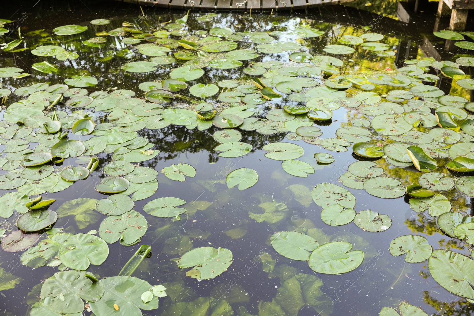 Photo of Many beautiful green lotus leaves in pond