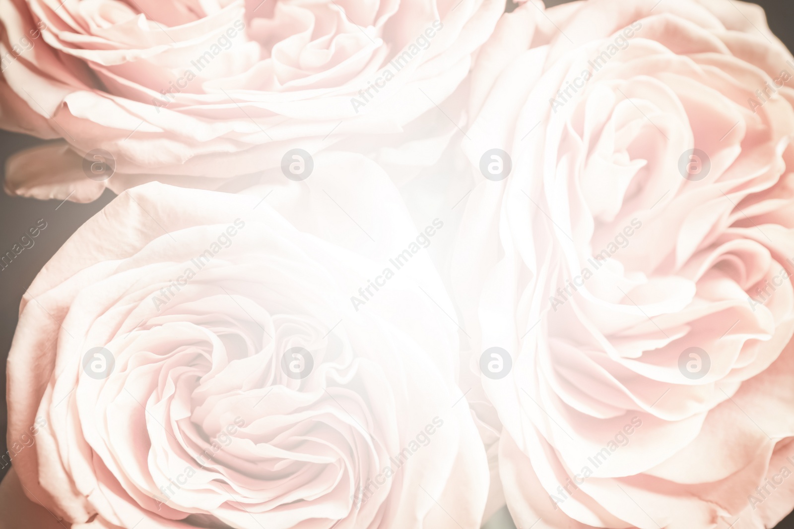 Image of Beautiful delicate bouquet, closeup. Floral decor in vintage style 