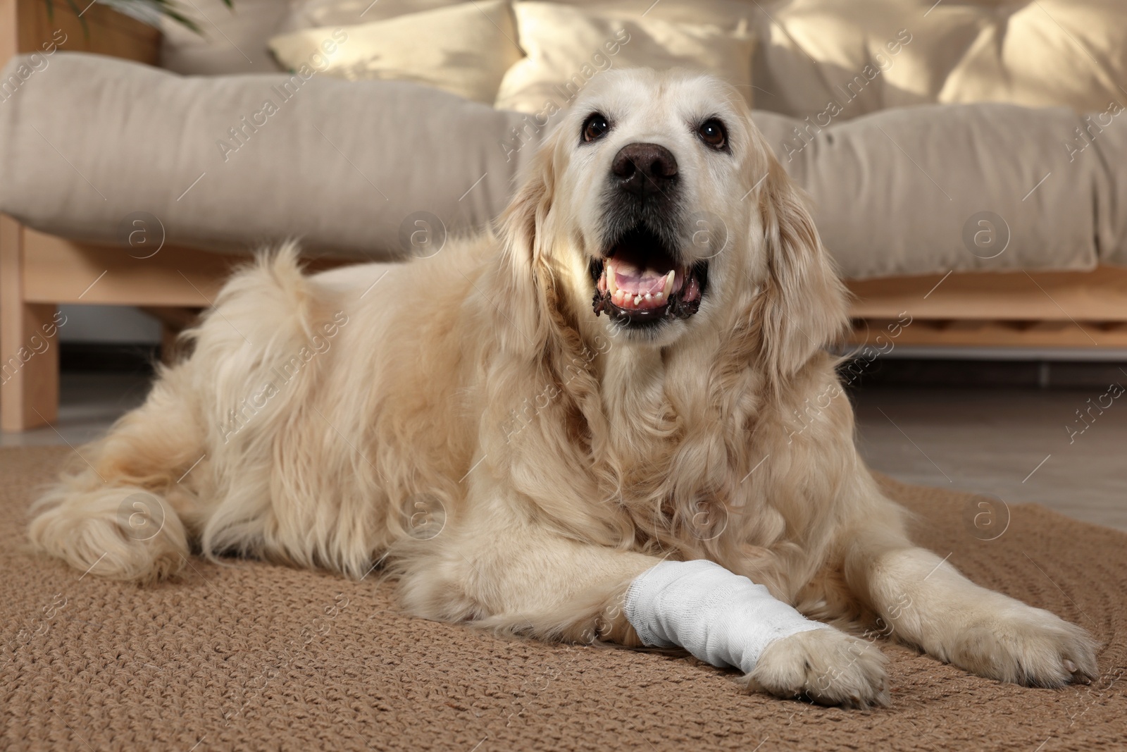 Photo of Cute golden retriever with bandage on paw at home