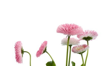 Beautiful blooming daisies against white background. Spring flowers