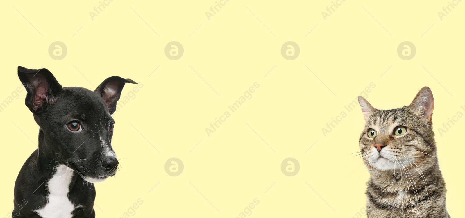 Image of Cute dog and cat on beige background, space for text. Banner design