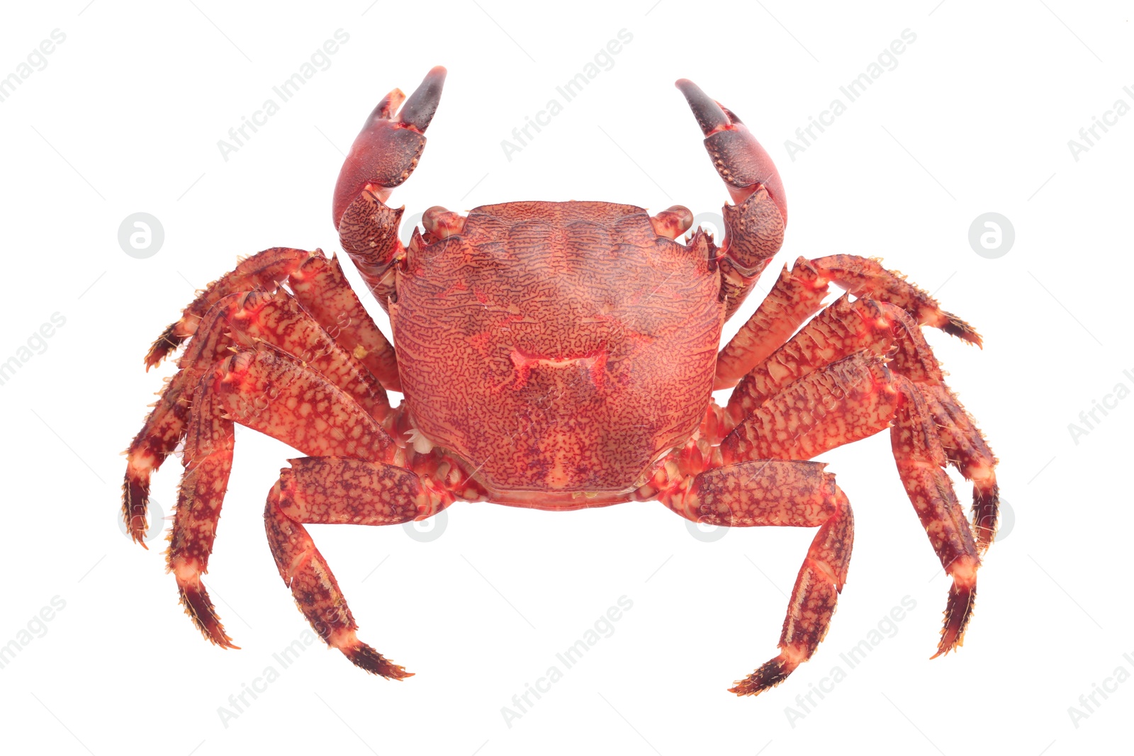 Photo of One delicious boiled crab isolated on white, top view