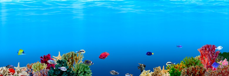 Image of Beautiful corals and different fishes in sea, banner design. Underwater world