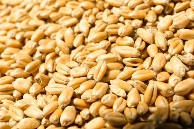 Many wheat grains as background, closeup view