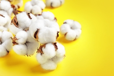 Photo of Fluffy cotton flowers on yellow background, closeup