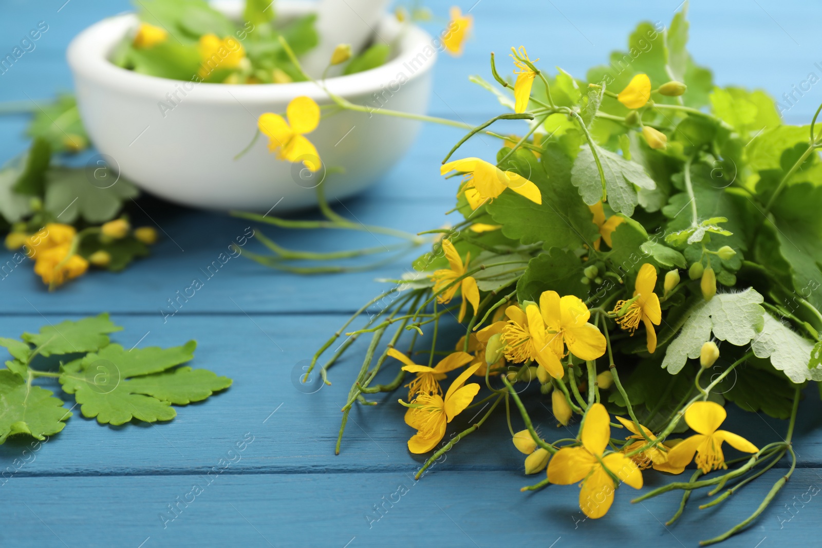 Photo of Celandine and mortar on blue wooden table, closeup. Space for text