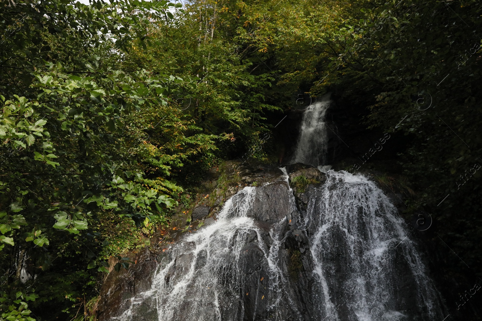 Photo of Picturesque view of small waterfall in forest