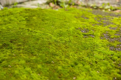 Photo of Textured surface with moss as background, closeup