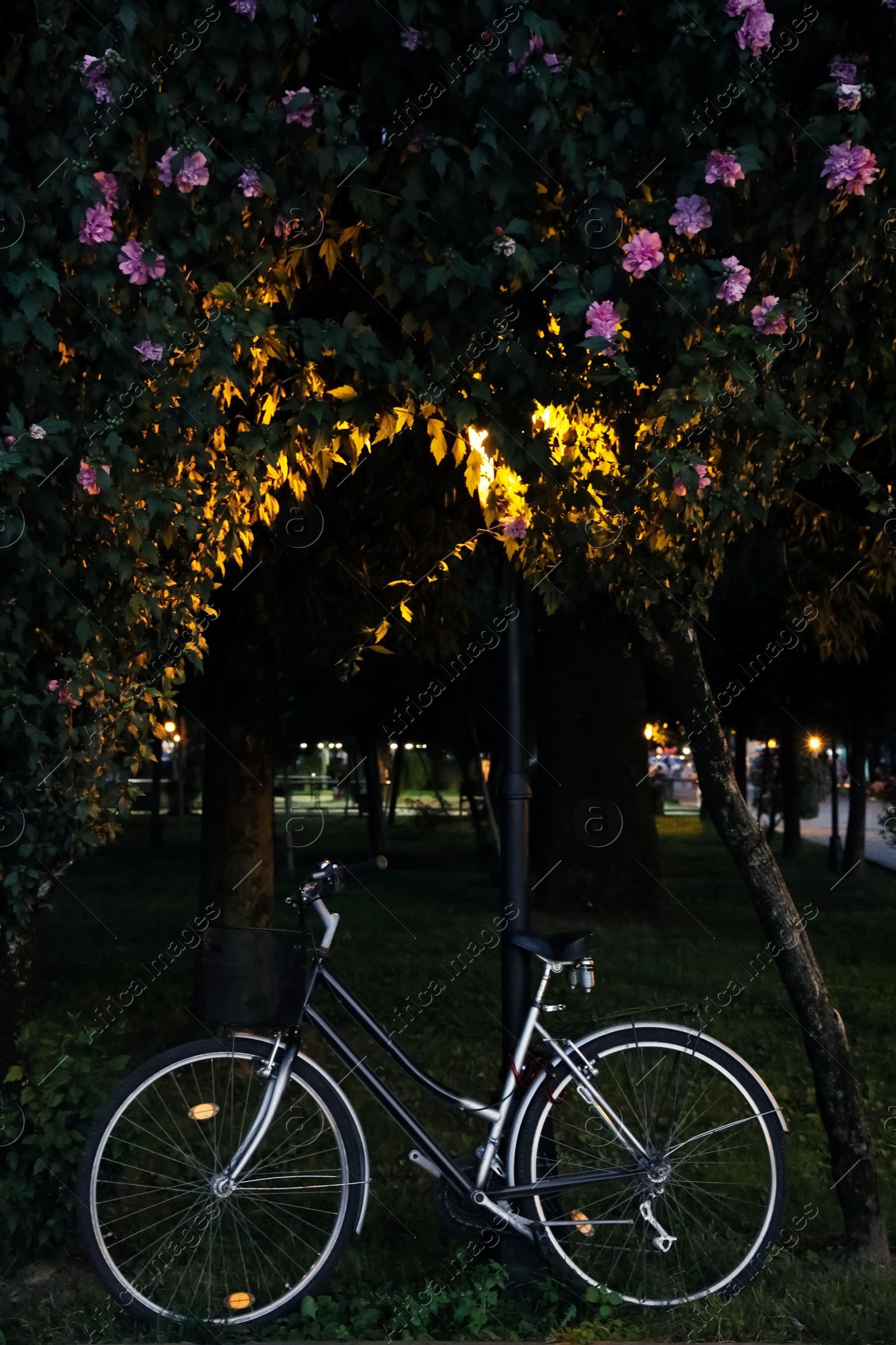 Photo of Bicycle with basket parked near beautiful tree in evening