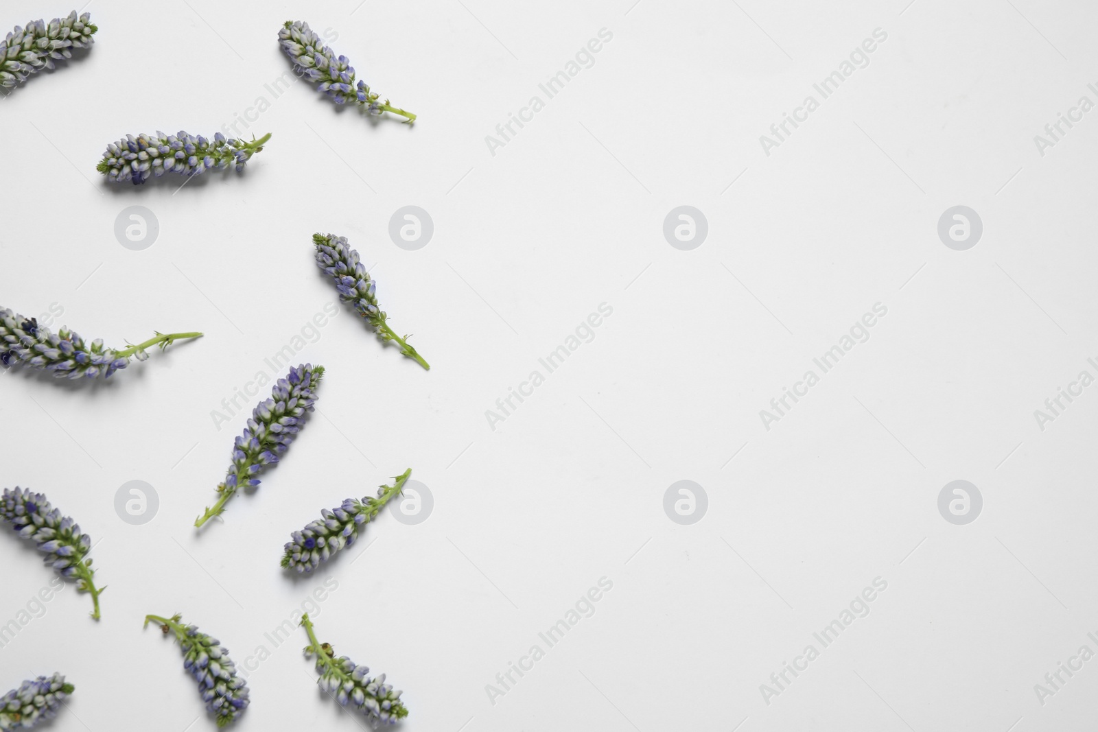 Photo of Beautiful floral composition with flowers on white background, flat lay. Space for text