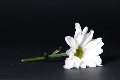 Photo of Beautiful white chamomile flower on dark background, closeup