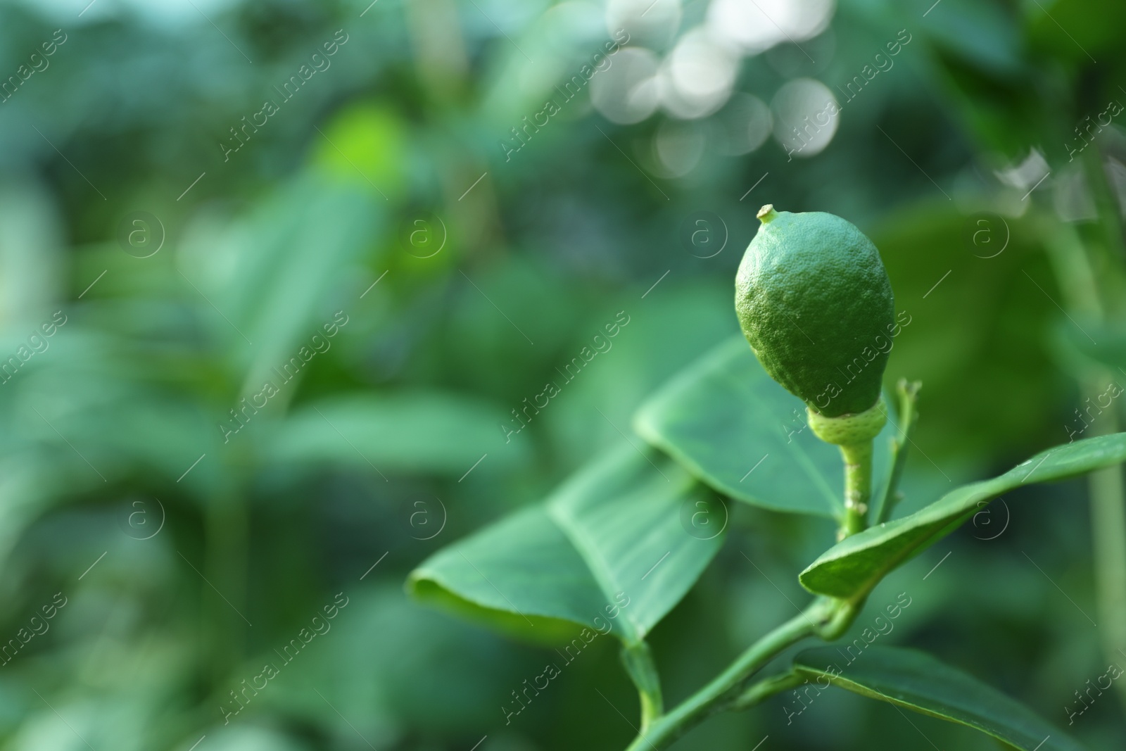 Photo of Unripe citrus fruit growing on tree outdoors, closeup. Space for text