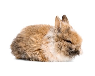 Photo of Cute little rabbit on white background. Adorable pet