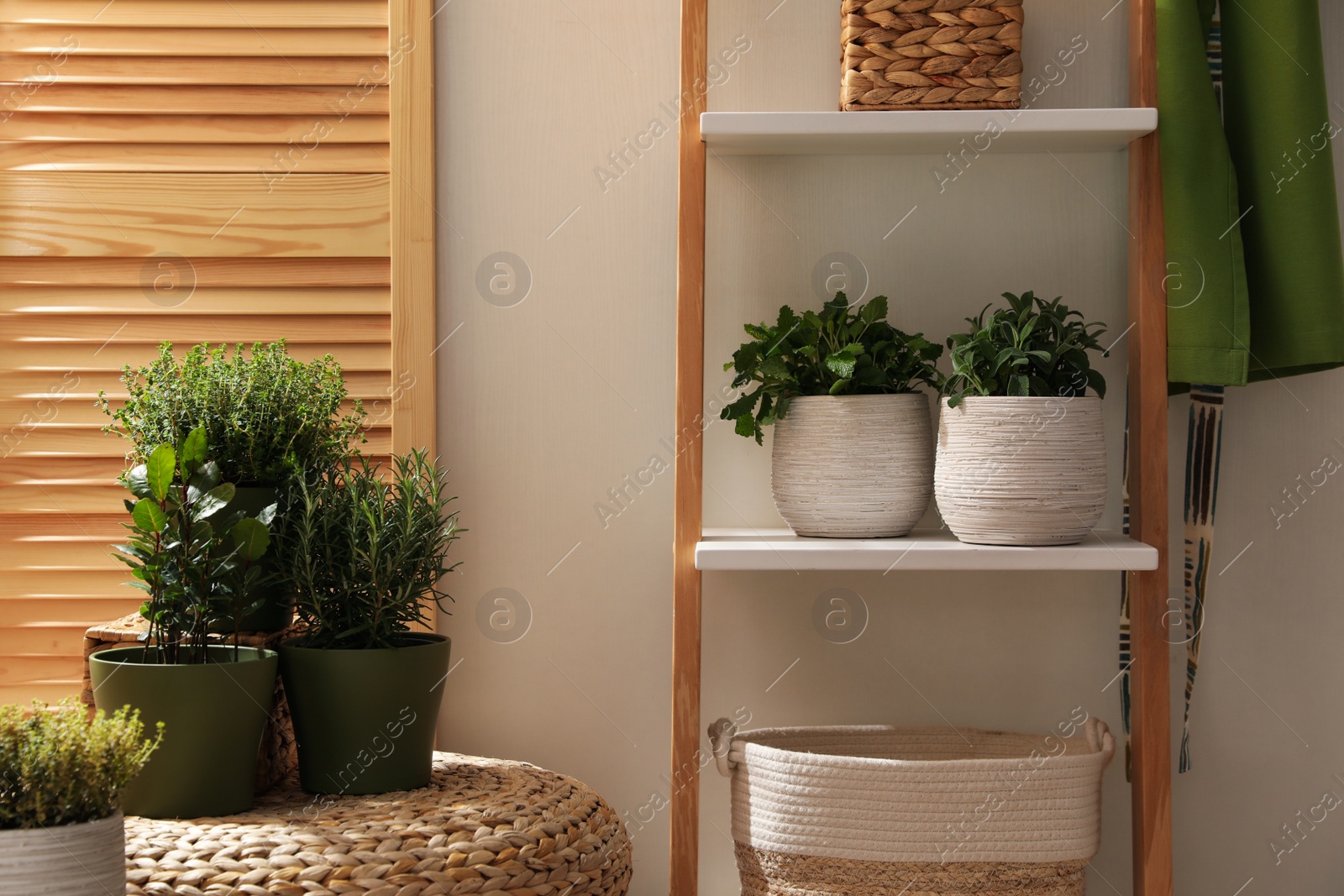 Photo of Different potted herbs in room. Interior design