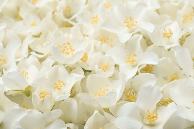 Photo of Closeup of beautiful white jasmine flowers, top view
