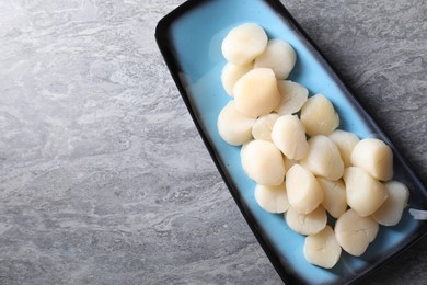 Photo of Fresh raw scallops on grey table, top view. Space for text