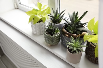 Beautiful potted houseplants on window sill indoors