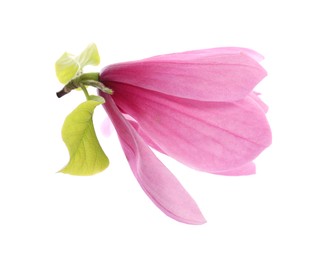 Photo of Beautiful pink magnolia flower isolated on white