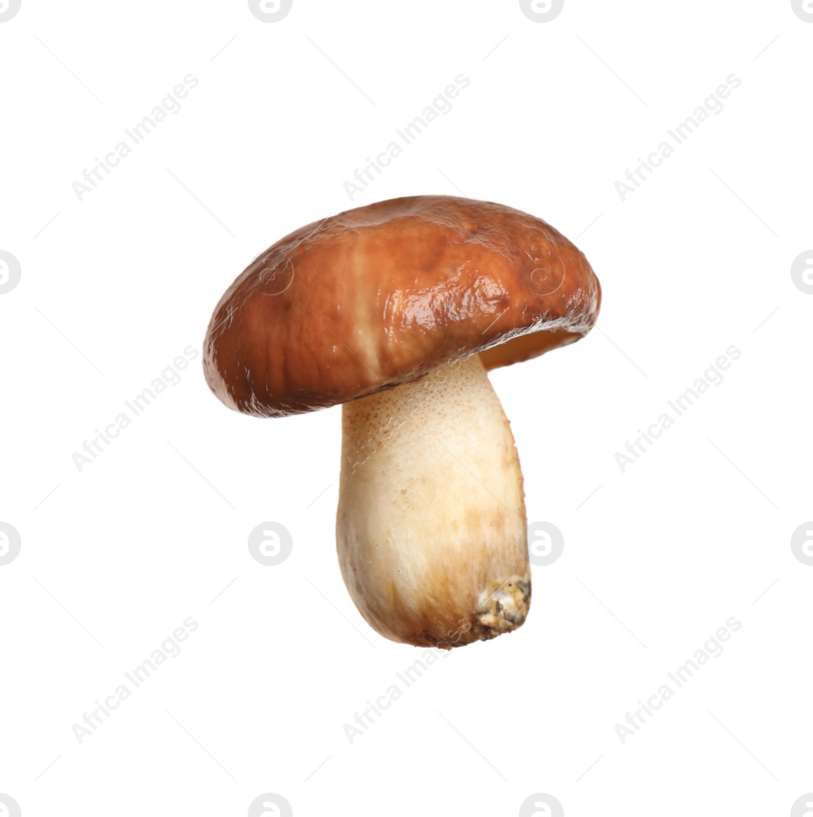 Photo of Fresh slippery jack mushroom isolated on white