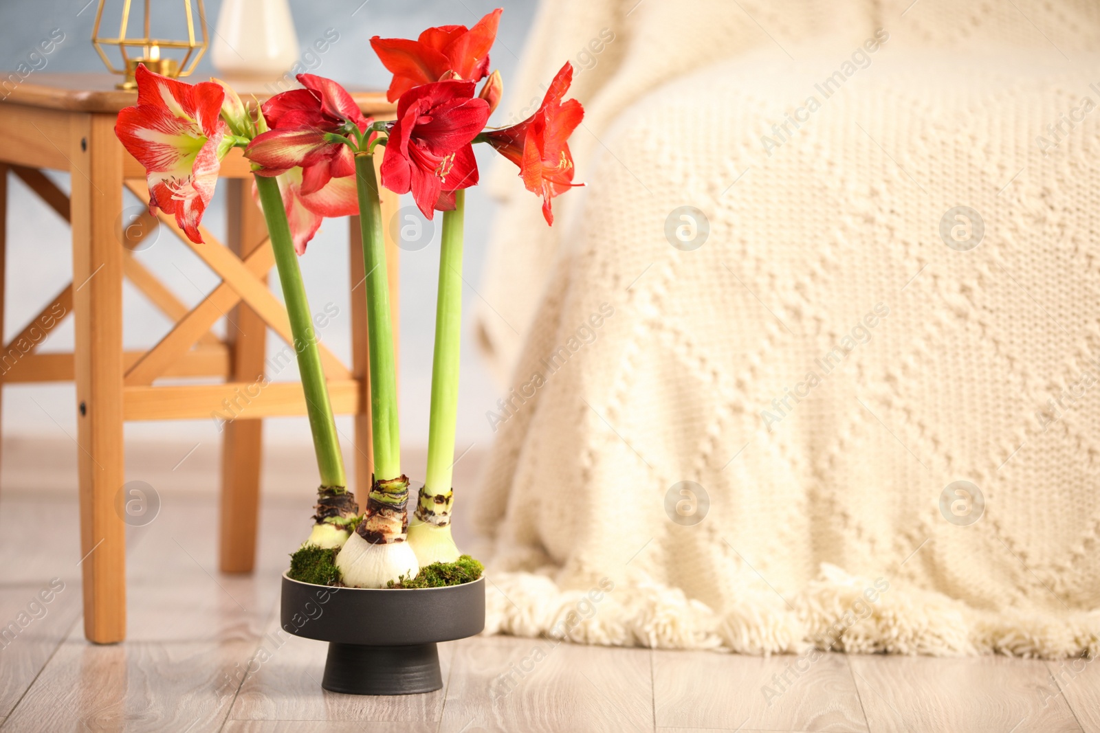 Photo of Beautiful red amaryllis flowers on floor in room. Space for text