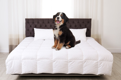 Image of Cute dog on bed in room. Pet friendly hotel 