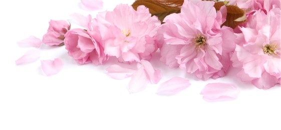 Photo of Beautiful pink sakura blossoms, leaves and petals isolated on white